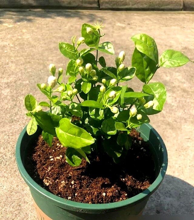 Tại sao ngày càng nhiều người đưa hoa nhài vào “danh sách đen” dù nó vừa đẹp vừa thơm? Hóa ra vì 5 lý do này - 2