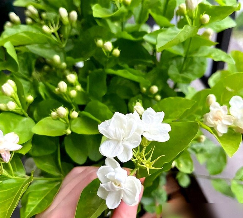 Tại sao ngày càng nhiều người đưa hoa nhài vào “danh sách đen” dù nó vừa đẹp vừa thơm? Hóa ra vì 5 lý do này - 3