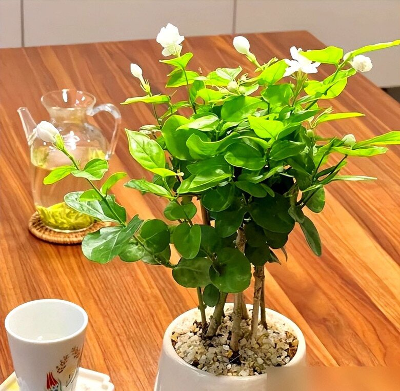 Xem thêm: Hoa nhài vừa đẹp vừa thơm nhưng nhà ở 3 hướng, người thuộc 2 mệnh này không nên trồng