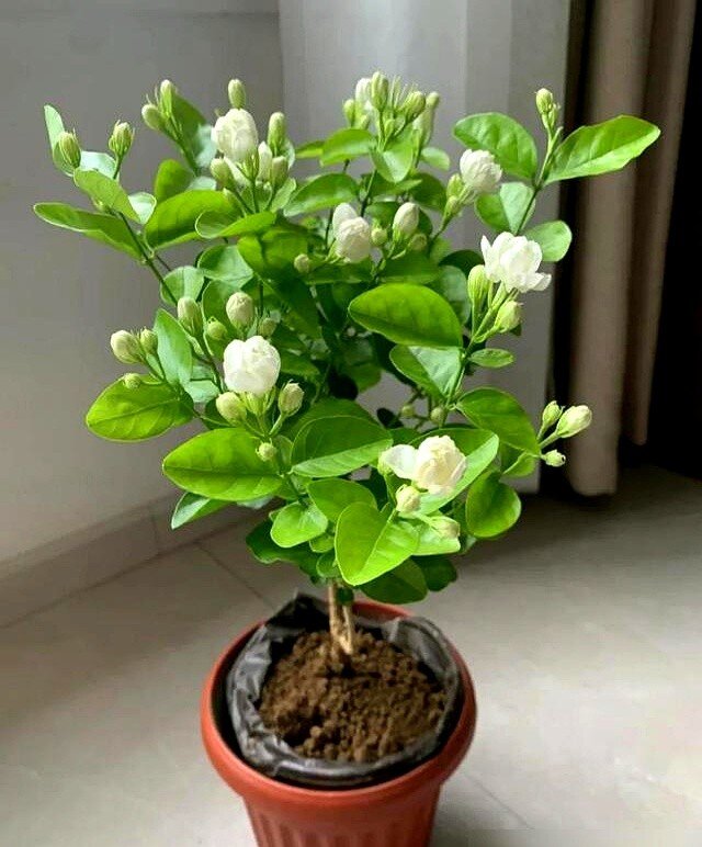 Tại sao ngày càng nhiều người đưa hoa nhài vào “danh sách đen” dù nó vừa đẹp vừa thơm? Hóa ra vì 5 lý do này - 5