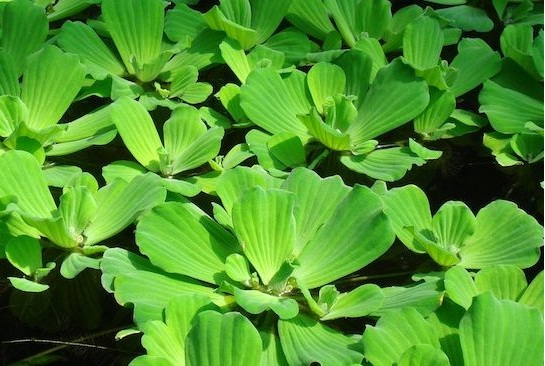 Giống như bèo tây, bèo cái cũng là một chiến binh trong việc làm sạch nguồn nước.