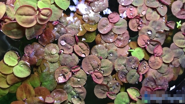 Bèo rễ đỏ còn có khả năng sản sinh ra một lượng lớn oxy, góp phần cải thiện chất lượng nước và tạo môi trường sống tốt cho các sinh vật thủy sinh khác.