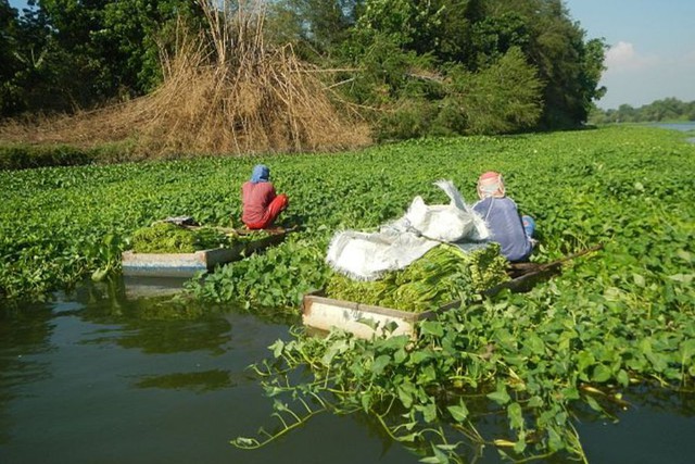 Rau muống nước là một loại cây thủy sinh xử lý nước thải chứa các chất ô nhiễm như BOD5, TSS, TP, TN.