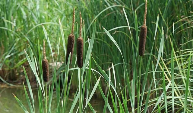 Cây cỏ nến là một trong những loài cây thủy sinh có khả năng chịu mặn tốt và thích nghi với nhiều điều kiện môi trường khác nhau.