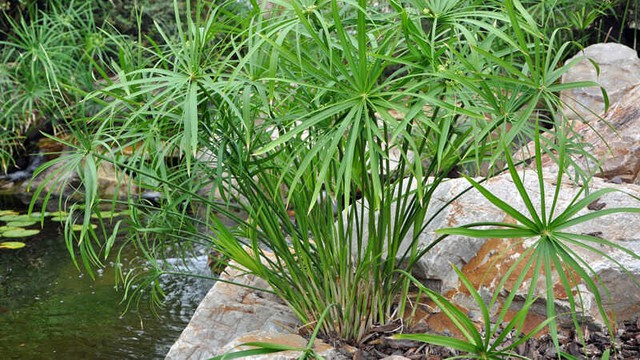 Với hệ rễ dày đặc và khả năng sinh trưởng nhanh, thủy trúc có thể hấp thụ một lượng lớn chất dinh dưỡng dư thừa trong nước, đặc biệt là nitrat và photphat.