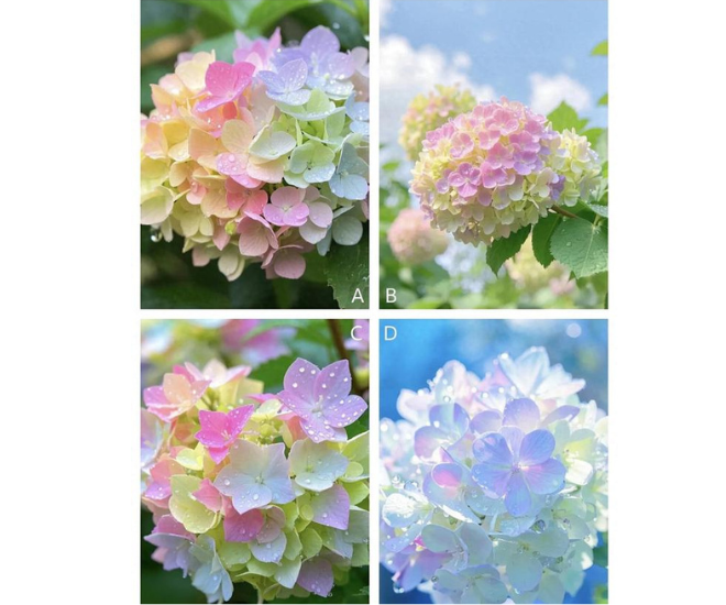 Trắc nghiệm: Sắp tới có ai tỏ tình với bạn không? Chọn một bông cẩm tú cầu để xem đáp án - 1