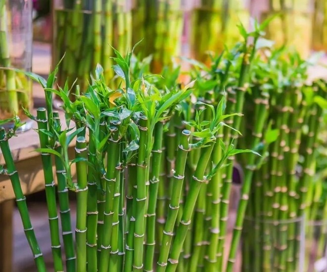 Ngày càng nhiều người cho cây trúc phát tài vào danh sách đen, hóa ra vì 4 lý do này - 1