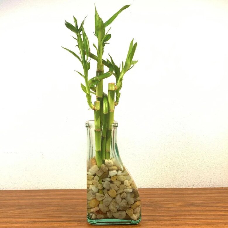 Xem thêm: Tại sao hoa loa kèn vừa có sắc vừa có hương nhưng bị nhiều người đưa vào danh sách đen? Đây là 4 lý do