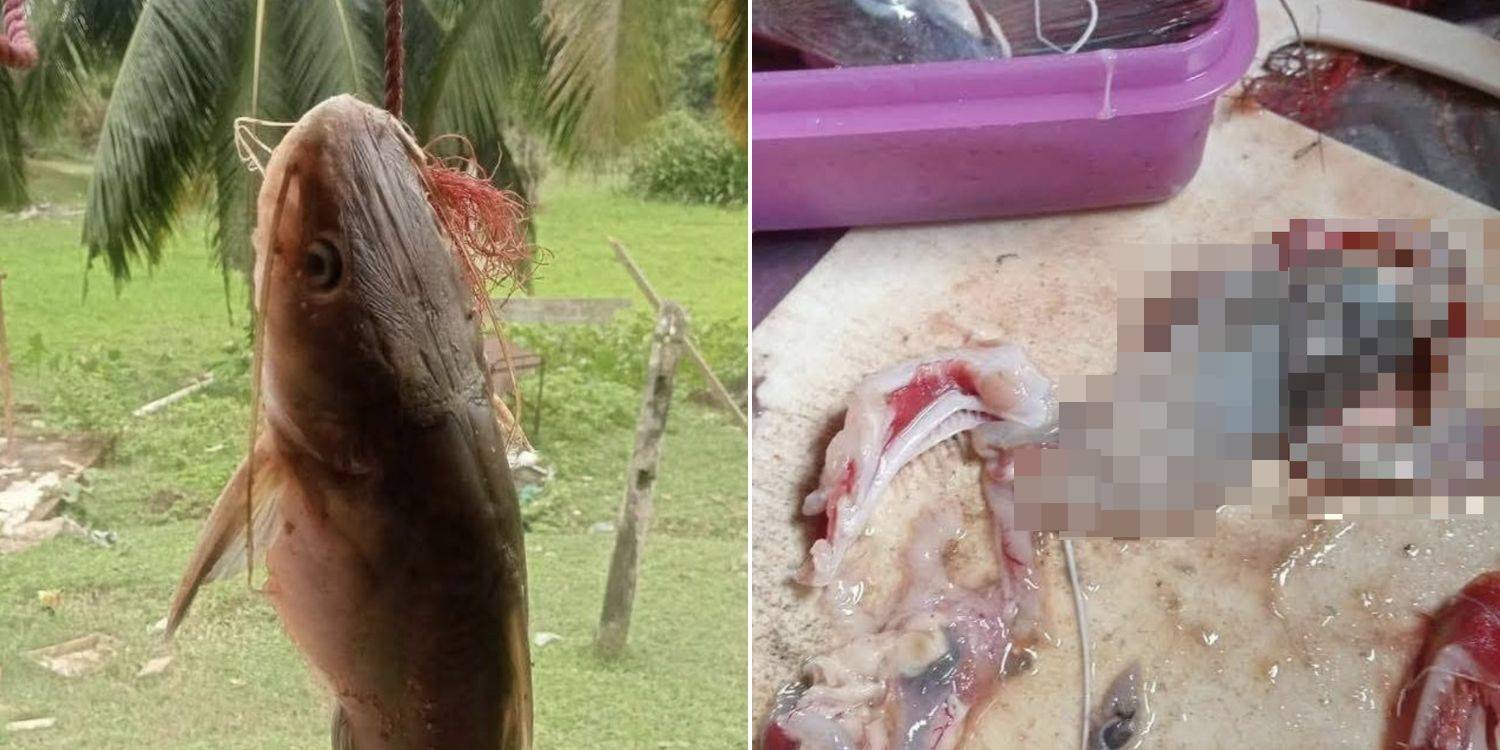 Mổ bụng cá trê, ngư dân sốc nặng khi thấy thứ đáng sợ bên trong- Ảnh 1.