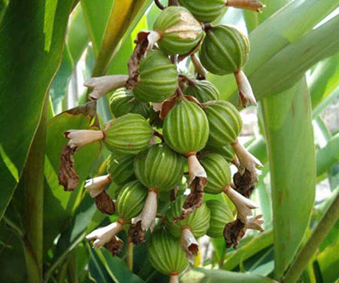 Loại quả đắt đỏ bậc nhất thế giới giá tới 1,2 triệu đồng/kg, ở Việt Nam trồng khắp nơi, tốt cho sức khỏe - 1