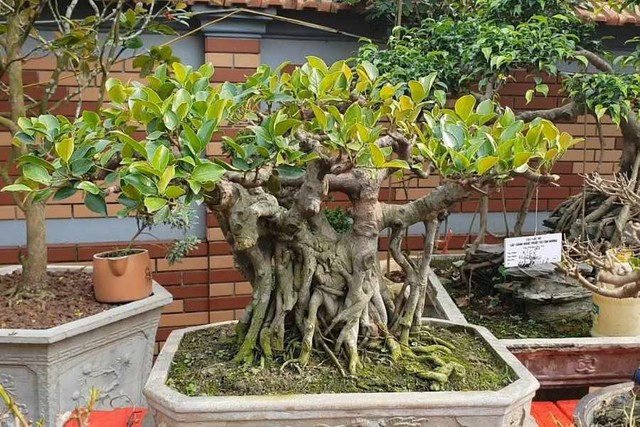 Về lợi ích, cây đa cảnh tạo ra một không gian xanh mát, giúp thanh lọc không khí, giảm căng thẳng và mang lại cảm giác thư giãn cho người chăm sóc.