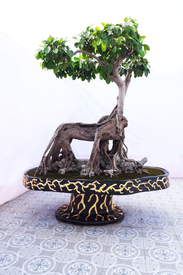 Nếu cây đa cảnh được đặt trong phòng khách, vị trí tốt nhất là khu vực gần cửa sổ hoặc một góc rộng rãi, thoáng đãng.