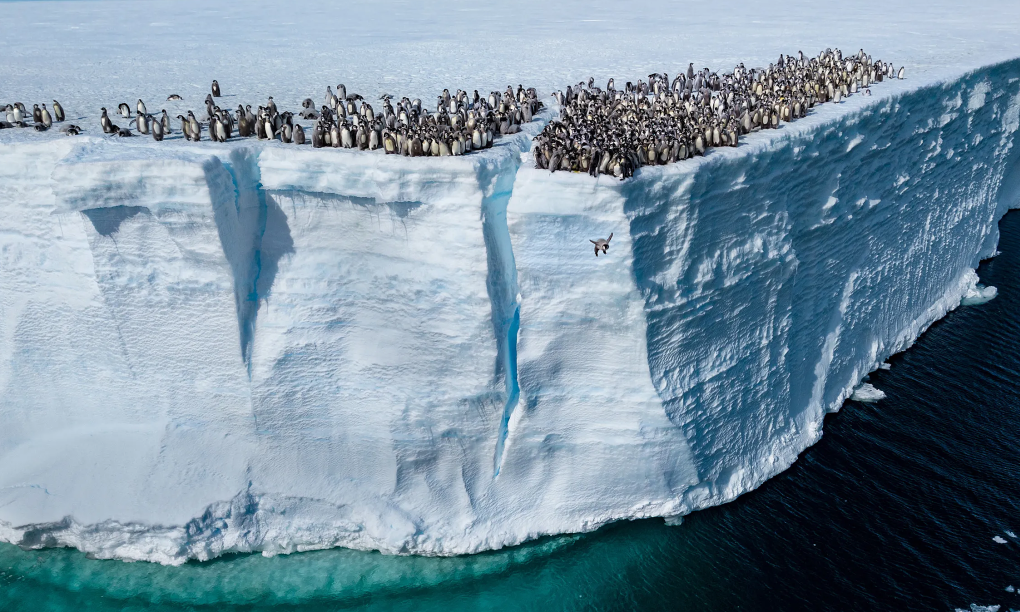 Chim cánh cụt hoàng đế con nhảy xuống từ vách đá cao 50 feet (hơn 15 m) để bơi lần đầu trong đời, tại vịnh Atka, Nam Cực, tháng 1/2024. Ảnh: National Geographic