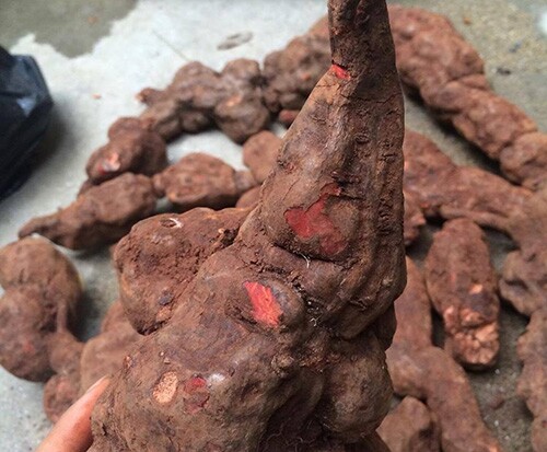 Răng tóc là góc con người: Bí quyết để răng đều, tóc đẹp từ những nguyên liệu thiên nhiên dễ tìm, có ngay ở trong bếp - 4