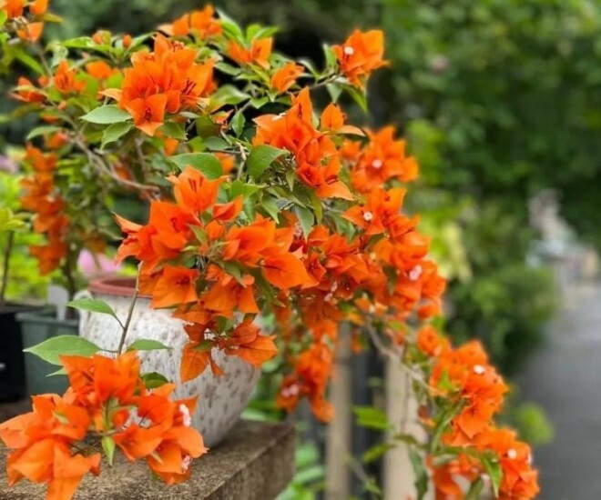 Xem thêm: Hoa giấy vừa đẹp vừa siêng nở hoa, mang lại may mắn và hạnh phúc nhưng 4 người này không nên trồng