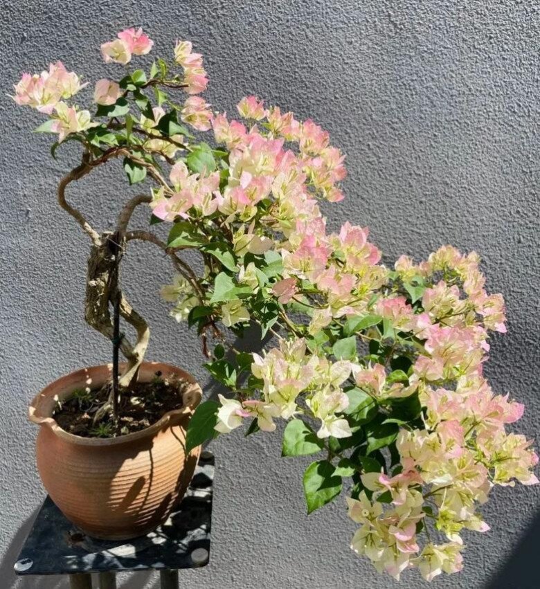 Chăm hoa giấy mùa thu nhớ quy tắc “3 nhiều – 1 ít”, nụ sẽ sớm xuất hiện, hoa nở bung rực rỡ - 2