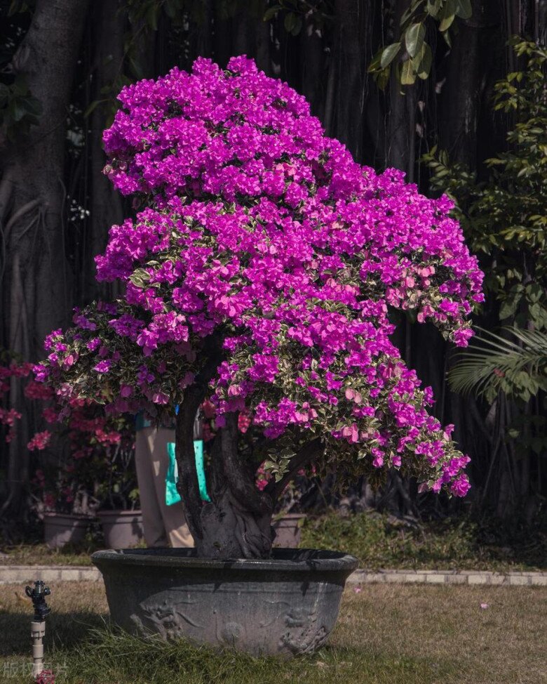 Chăm hoa giấy mùa thu nhớ quy tắc “3 nhiều – 1 ít”, nụ sẽ sớm xuất hiện, hoa nở bung rực rỡ - 3