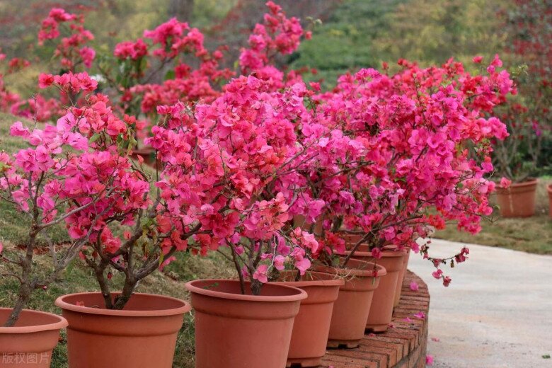 Chăm hoa giấy mùa thu nhớ quy tắc “3 nhiều – 1 ít”, nụ sẽ sớm xuất hiện, hoa nở bung rực rỡ - 4