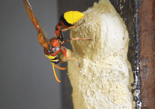 Một dấu hiệu bát hương có lộc đặc biệt khác là khi có tổ tò vò xuất hiện trong không gian thờ cúng, đặc biệt là gần bát hương.