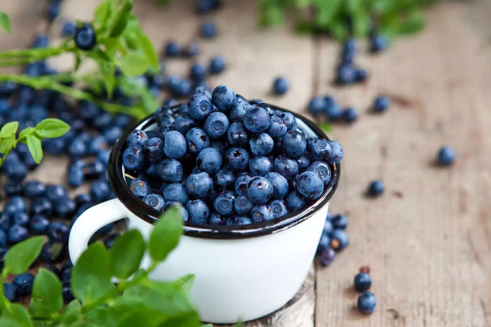 Quả việt quất rất phù hợp cho chế độ ăn hỗ trợ sức khỏe thận.