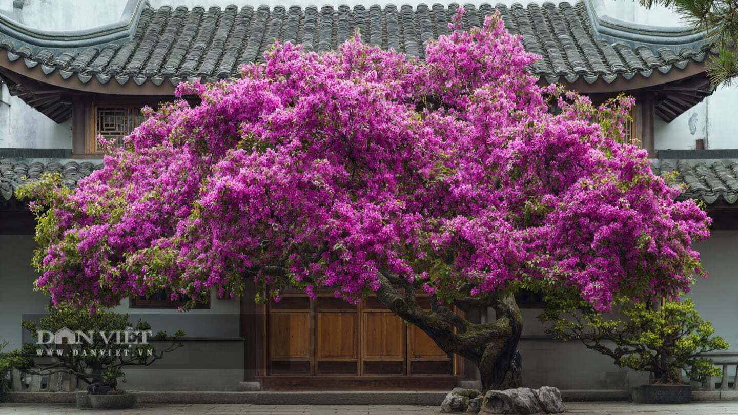 Cây cảnh này có tên khoa học là Malus spectabilis