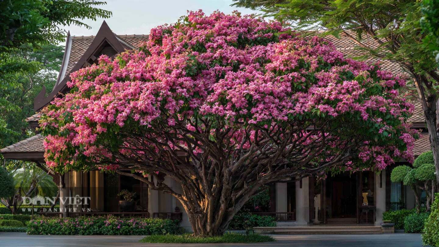 img src/upload/3-2026/images/2026-07-31/1785467156-en-hong-cay-canh-a2-0220-width1440height810.jpeg width660 /
