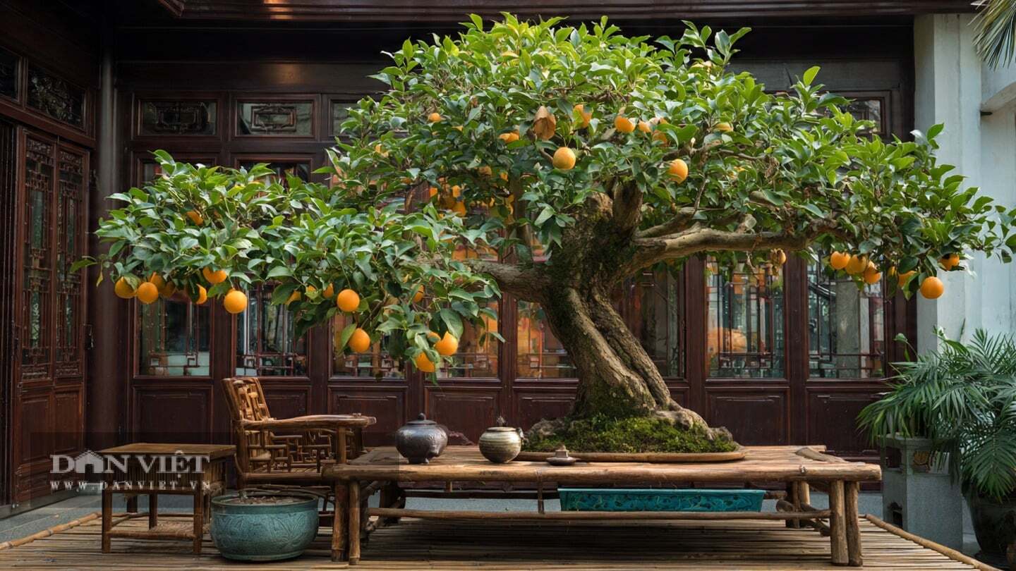 Cho đi cây cảnh hồng đá chính là cho đi lộc