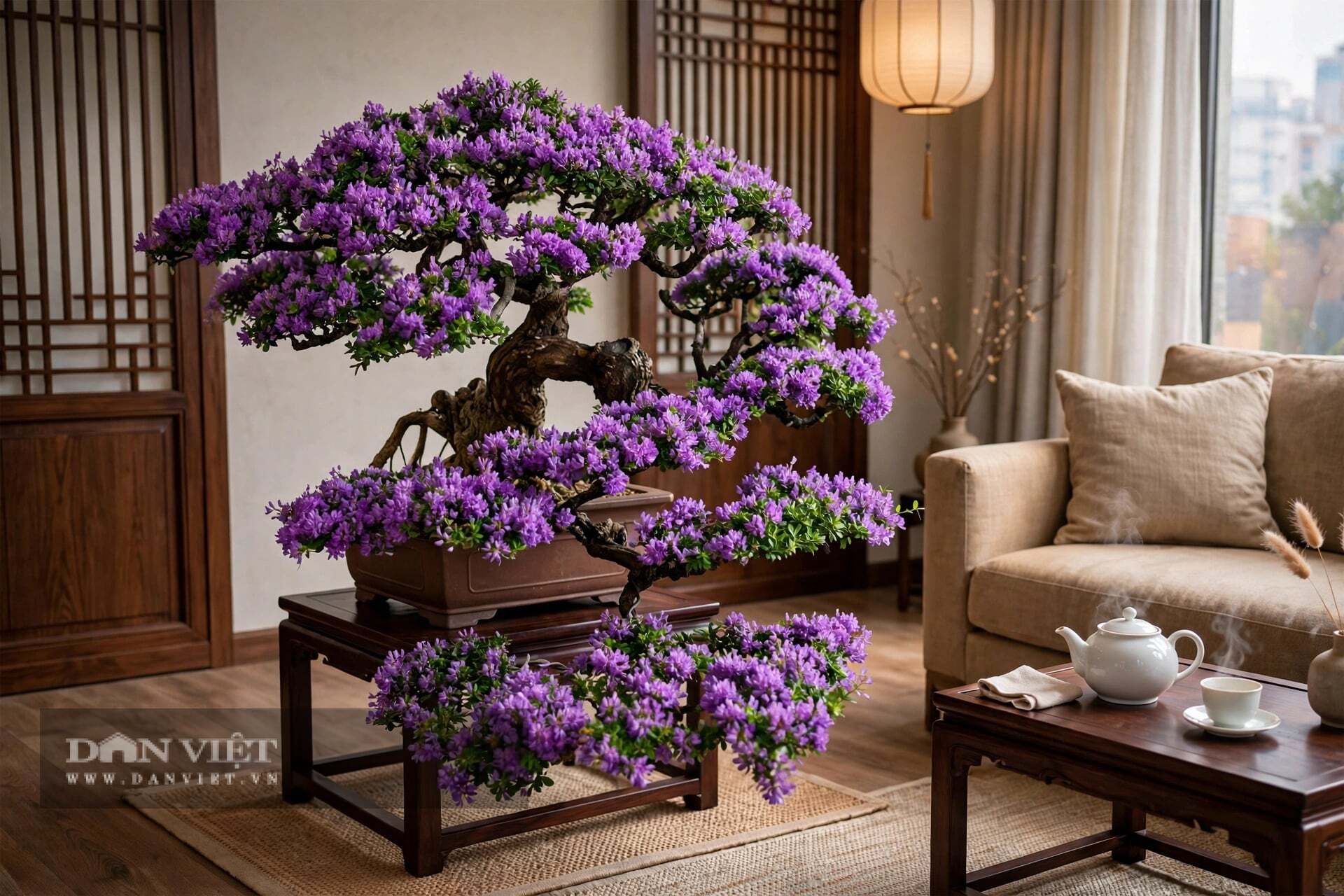 Vẻ đẹp của cây cảnh linh sam là vẻ đẹp của sự tương phản