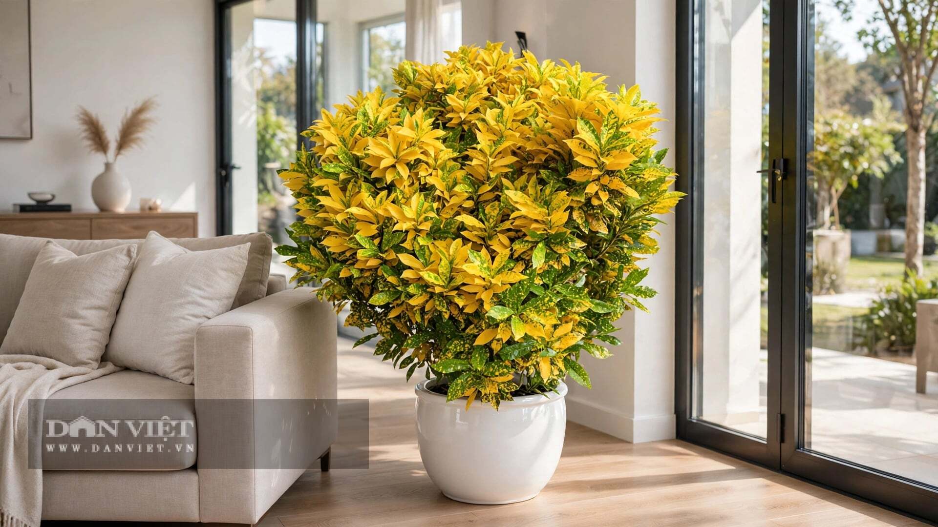 Lá cây cảnh này vô cùng phong phú