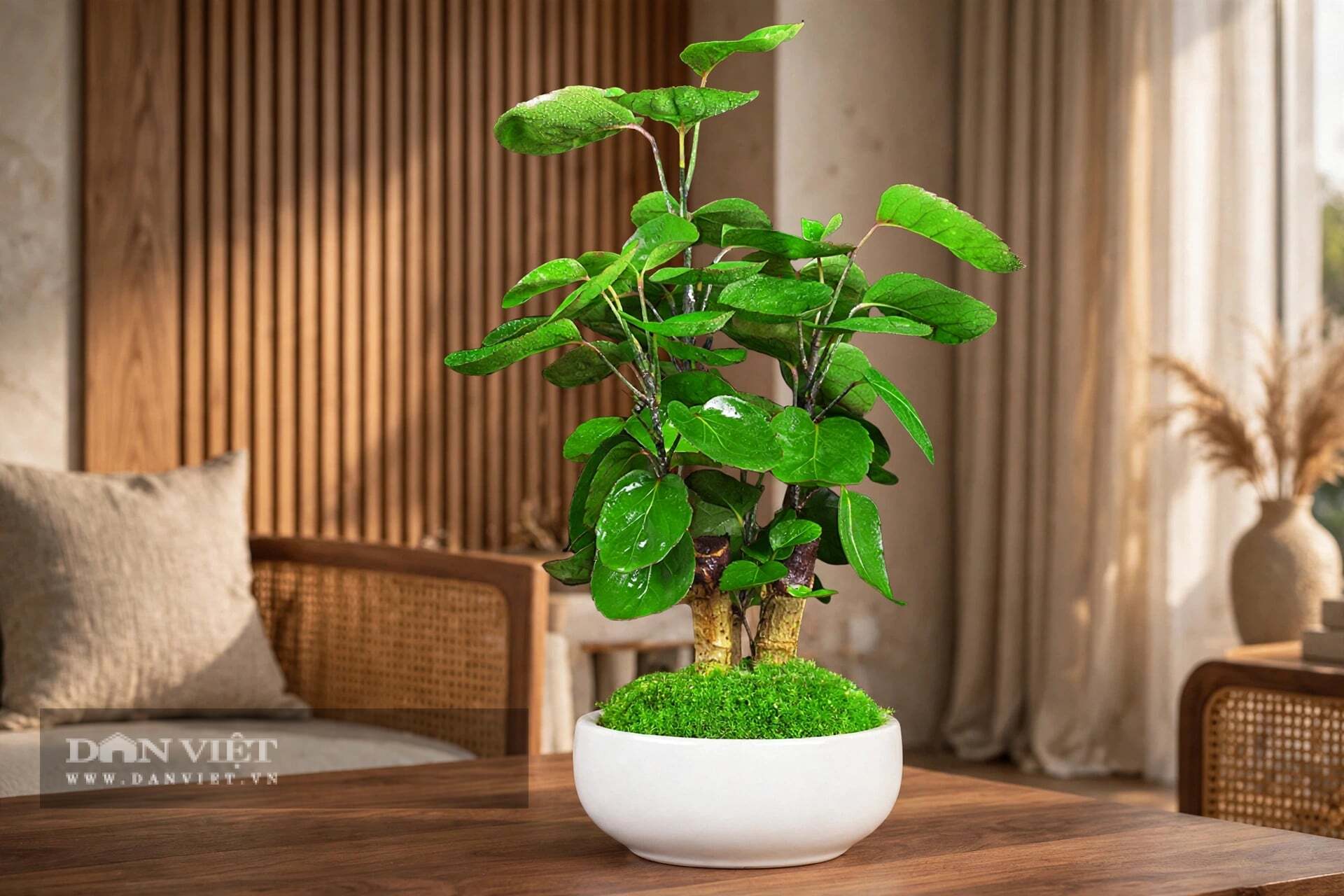 Cây cảnh đẹp một cách hiền lành, phúc hậu