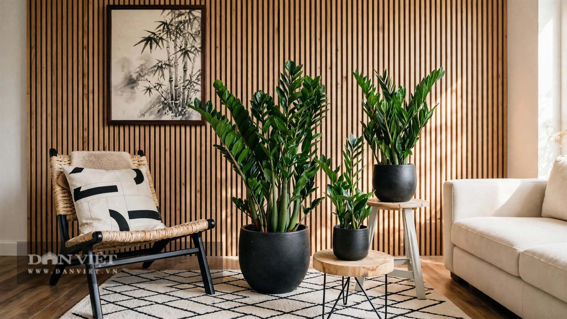 Vẻ đẹp của cây cảnh kim tiền là vẻ đẹp của trật tự và kỷ luật