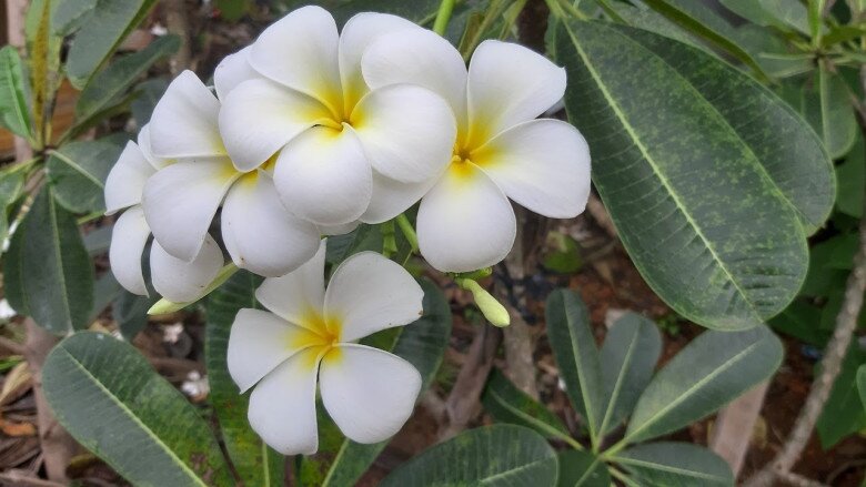 5 loại hoa tuy đẹp nhưng đừng tùy tiện rước vào nhà, nhất là vào tháng 7 cô hồn - 1
