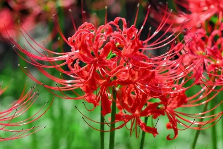 5 loại hoa tuy đẹp nhưng đừng tùy tiện rước vào nhà, nhất là vào tháng 7 cô hồn - 3
