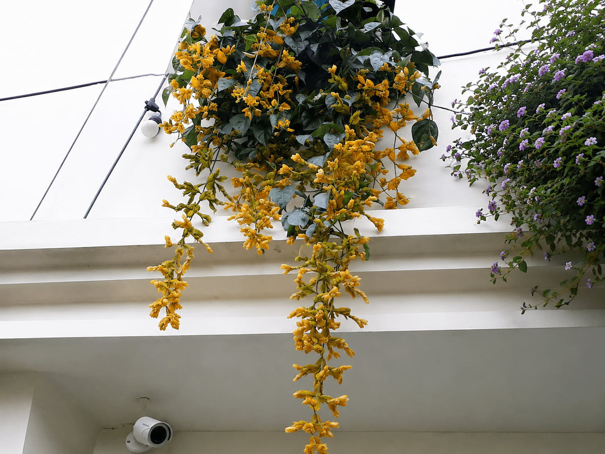 Cây lan hoàng dương treo ban công.