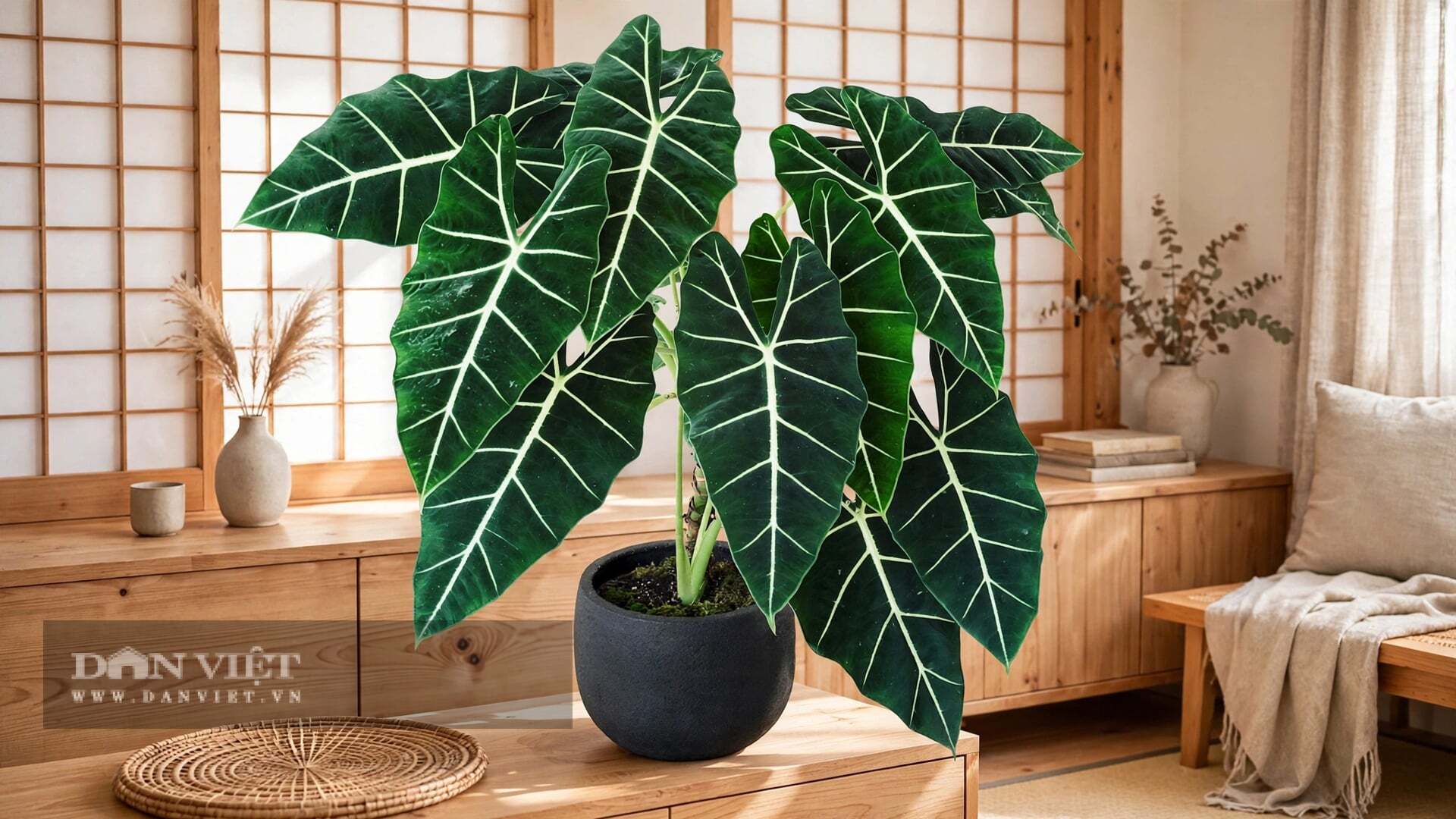 Triết lý mà cây cảnh mang lại thật giản dị