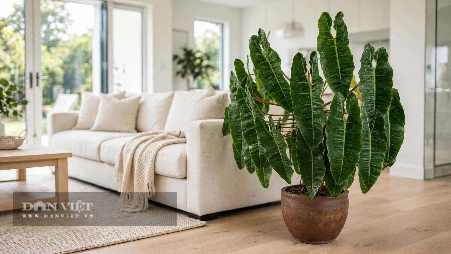 Cây cảnh đẹp như tác phẩm nghệ thuật