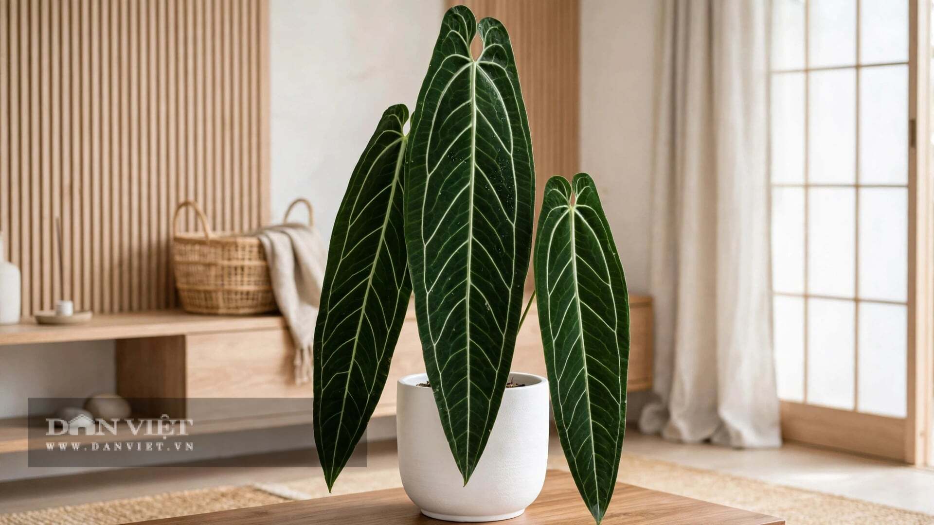 Phiến lá thuôn dài như mũi giáo