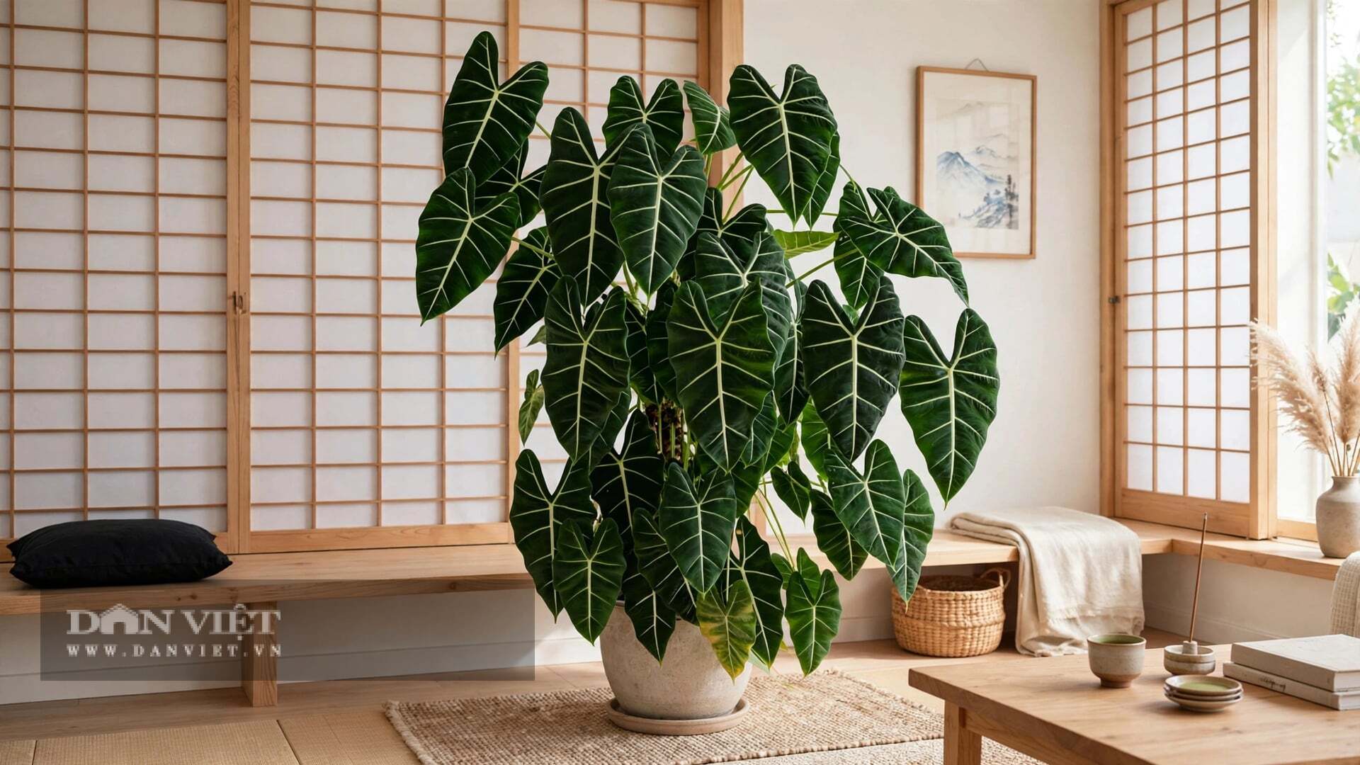 Cây cảnh là Alocasia micholitziana Frydek