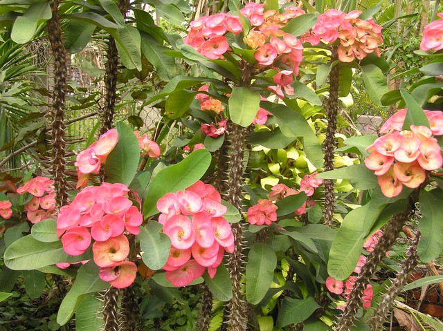 Trong phong thủy, loại cây này mang sát khí.
