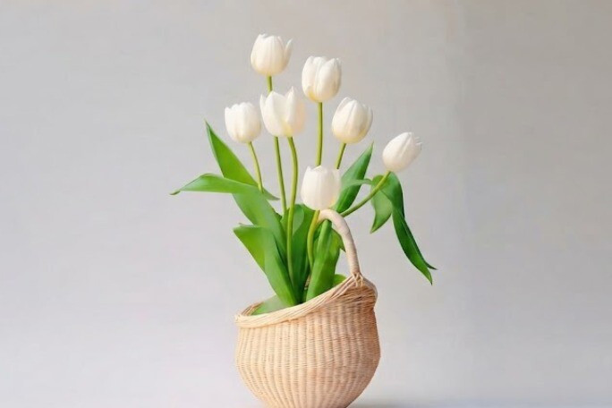 img cung 1