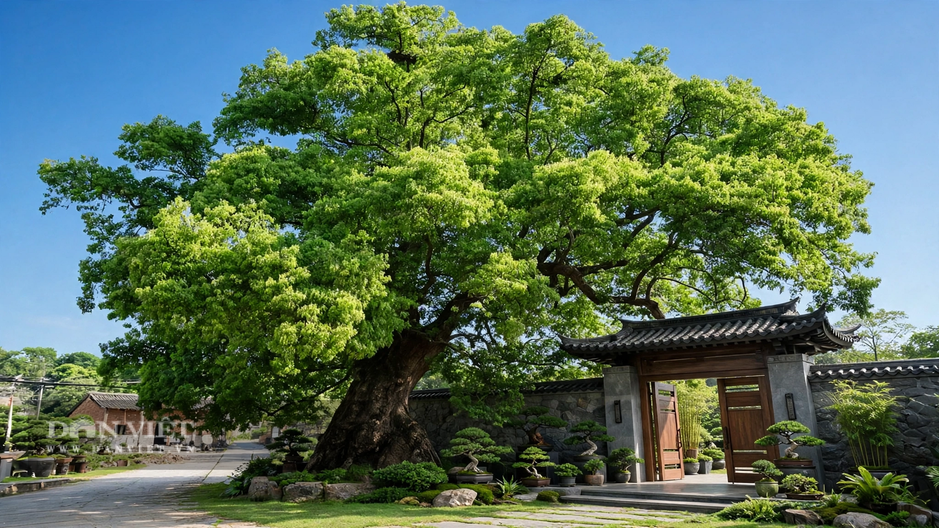 Những cây cảnh này như một khoản tiền gửi có kỳ hạn của tự nhiên