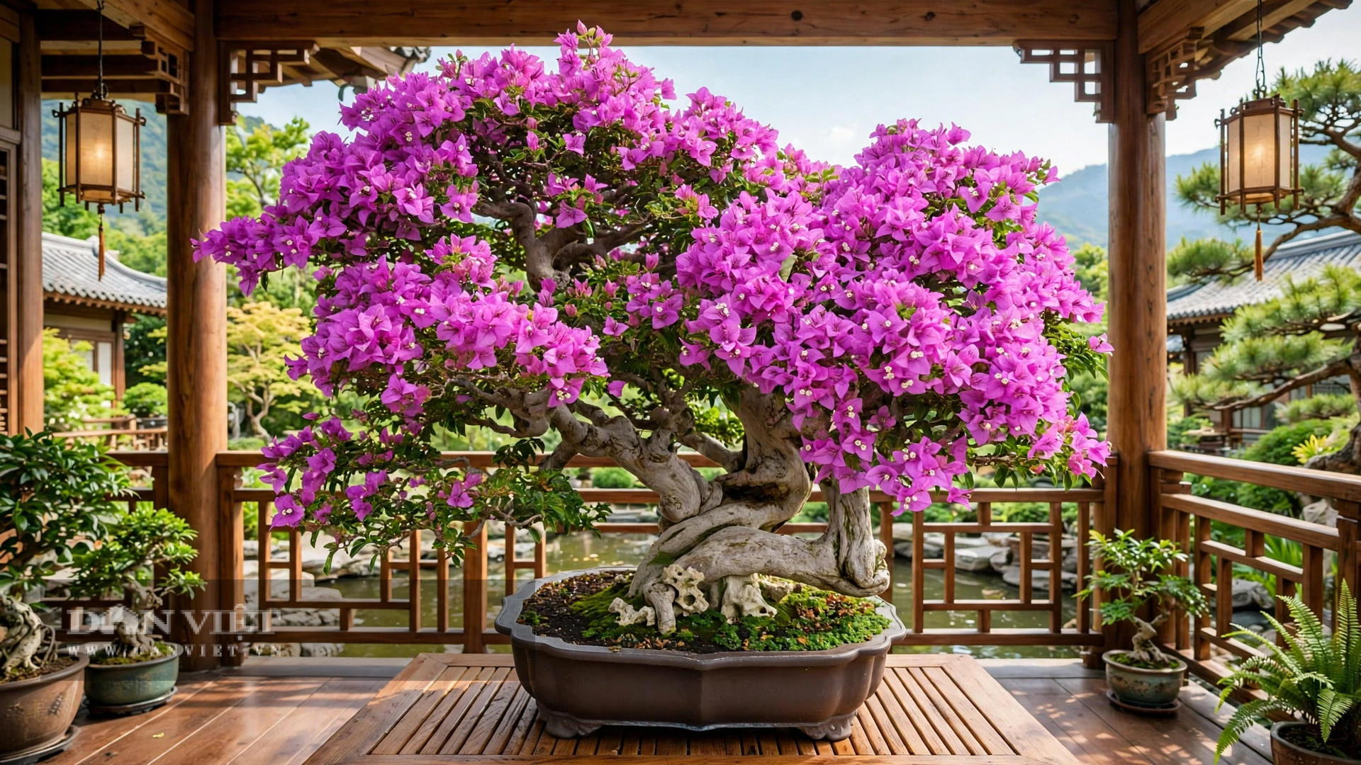Cây cảnh lớn nhanh, dễ uốn