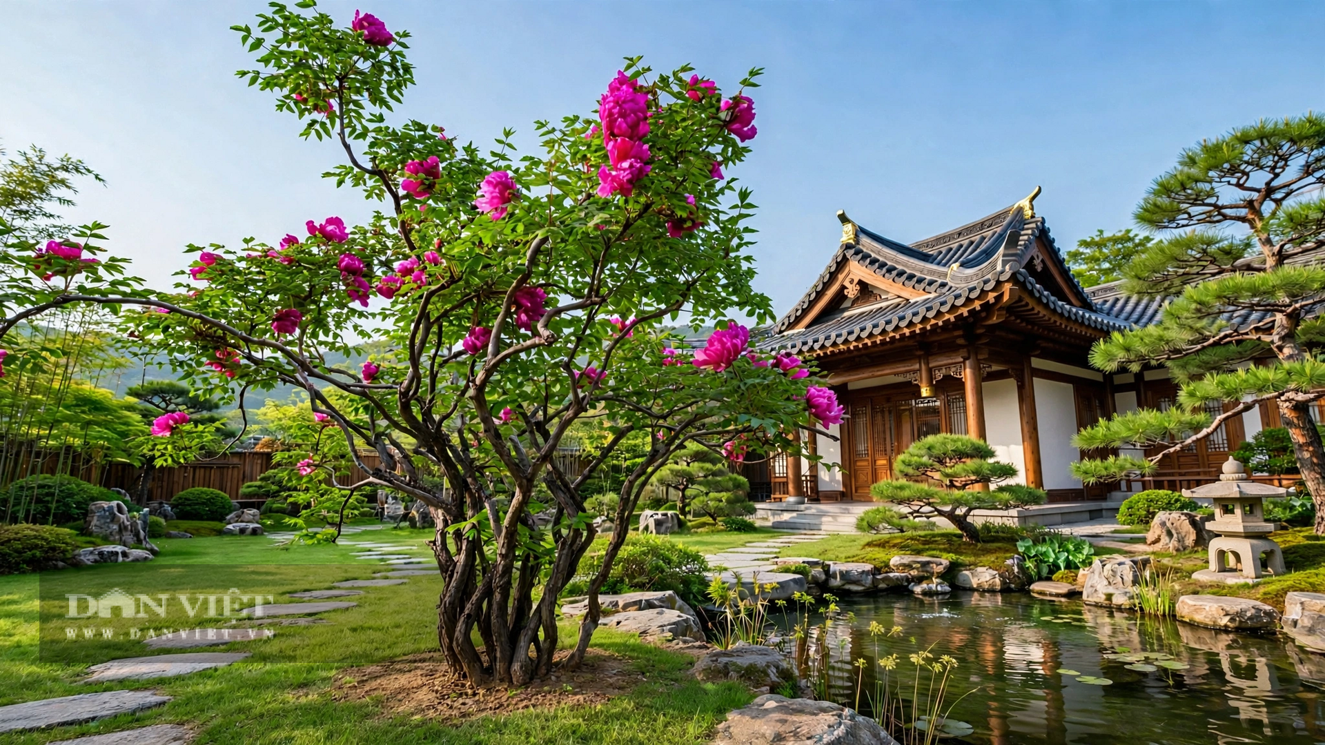 Cây cảnh như vật gia truyền không thể thay thế.