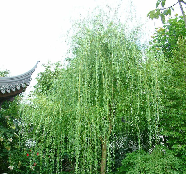 Thường người ta chỉ trồng loại cây này ở công viên hay bờ hồ để tạo cảnh quan, bóng mát.