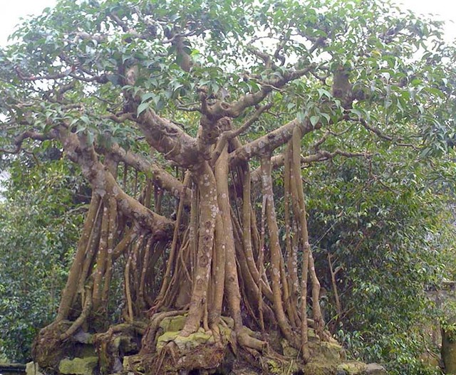 Người xưa cho rằng, loại cây này là nơi trú ngụ của âm khí, vì vậy không nên trồng trước cửa nhà.