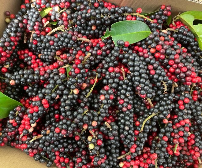 Loại quả dại nay thành đặc sản giá 80.000 đồng/kg, trồng trong nhà giúp hút lộc, vào chậu làm bonsai giá tiền triệu - 1