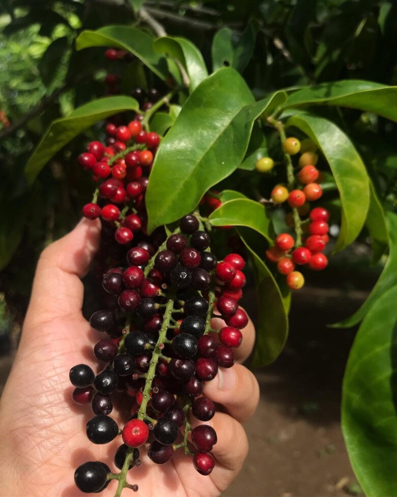 Loại quả dại nay thành đặc sản giá 80.000 đồng/kg, trồng trong nhà giúp hút lộc, vào chậu làm bonsai giá tiền triệu - 2