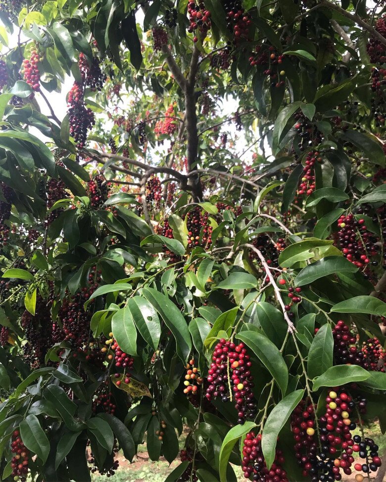 Loại quả dại nay thành đặc sản giá 80.000 đồng/kg, trồng trong nhà giúp hút lộc, vào chậu làm bonsai giá tiền triệu - 3