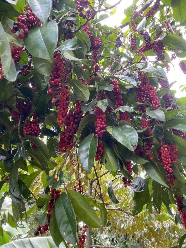 Loại quả dại nay thành đặc sản giá 80.000 đồng/kg, trồng trong nhà giúp hút lộc, vào chậu làm bonsai giá tiền triệu - 4