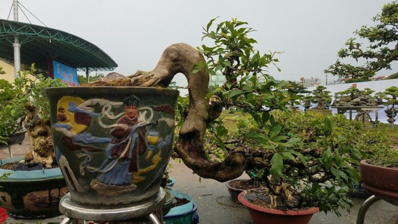 Loại quả dại nay thành đặc sản giá 80.000 đồng/kg, trồng trong nhà giúp hút lộc, vào chậu làm bonsai giá tiền triệu - 6